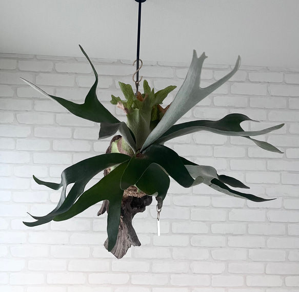 ビカクシダ ピューチャン コウモリラン 流木付け 観葉植物 ハンギング