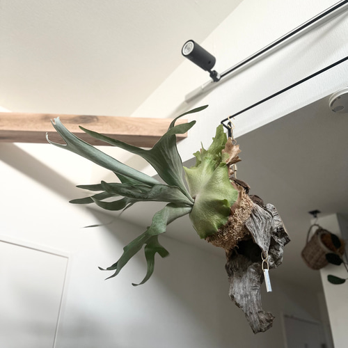 ビカクシダ ピューチャン コウモリラン 流木付け 観葉植物 ハンギング