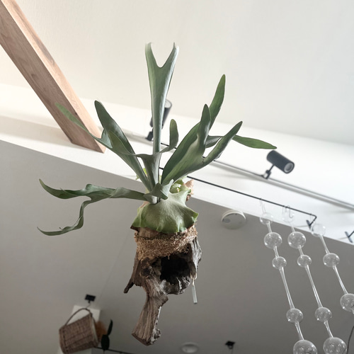 現品【チャンタブーン】　コウモリラン ビカクシダ　★コルク付　 BI0174 現品【チャンタブーン】 コウモリラン ビカクシダ ☆コルク付 BI0174