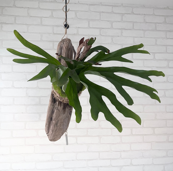 楽天市場】おしゃれ 観葉植物：ビカクシダ コウモリラン