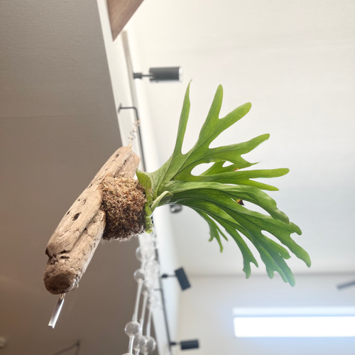 ビカクシダ コウモリラン スパーバム 流木付け 観葉植物