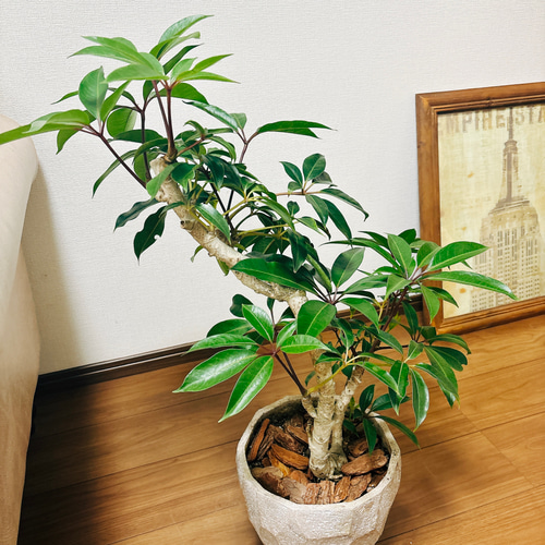 現品］ツピタンサス 曲がり 観葉植物 室内 陶器鉢受け皿付 おしゃれ