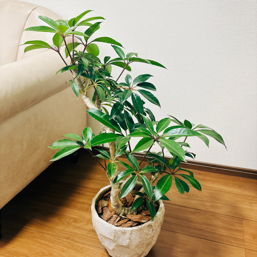 現品］ツピタンサス 曲がり 観葉植物 室内 陶器鉢受け皿付