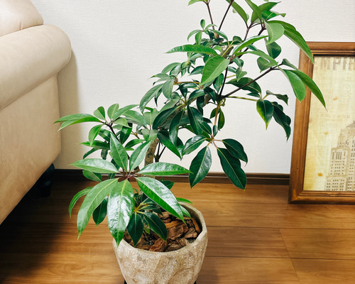 ツピタンサス 曲がり シェフレラ インテリアグリーン ドライガーデン