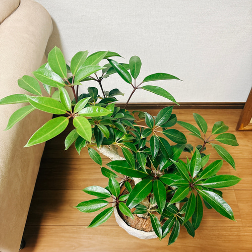 現品］ツピタンサス 曲がり 観葉植物 室内 陶器鉢受け皿付 おしゃれ