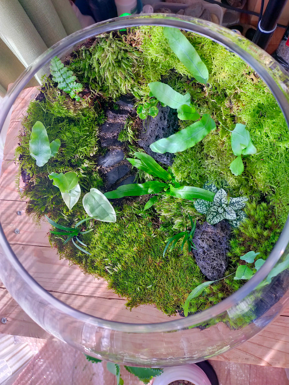 ガラスボール苔テラリウム                                 P1401852510(10712円)