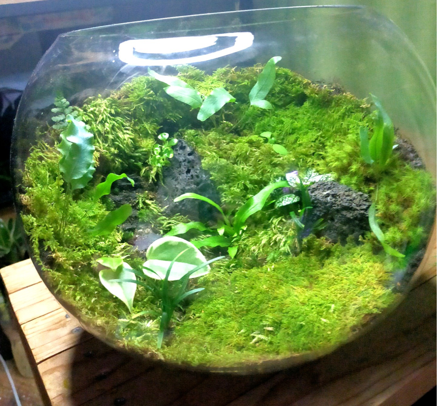 ガラスボール苔テラリウム