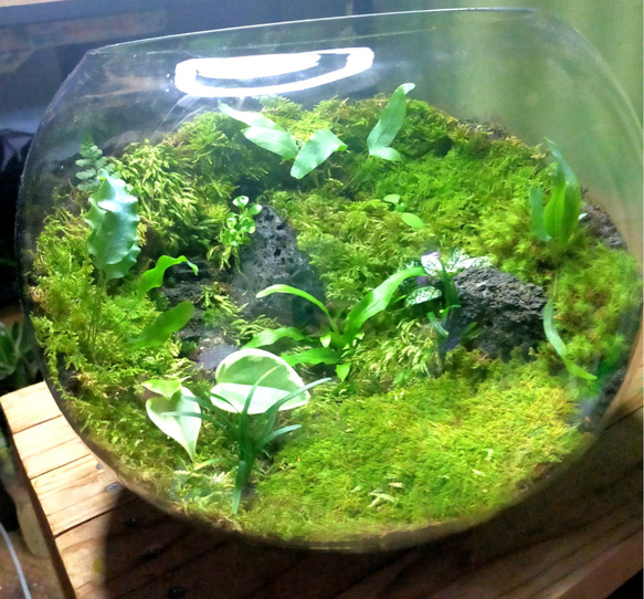 ガラスボール苔テラリウム                                 P1401852510(10712円)