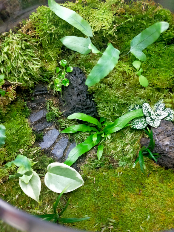 ガラスボール苔テラリウム                                 P1401852510(10712円)