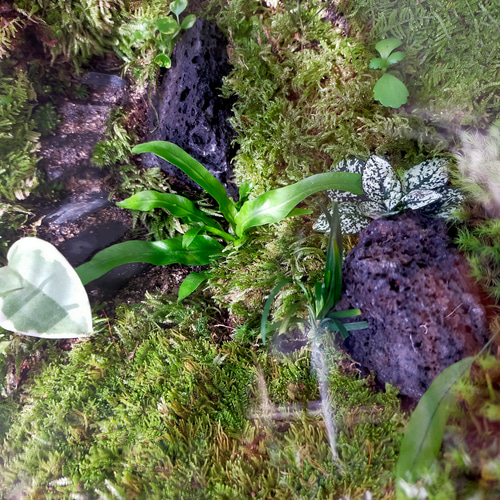 ガラスボール苔テラリウム テラリウム サリー 通販 17329745｜Creema