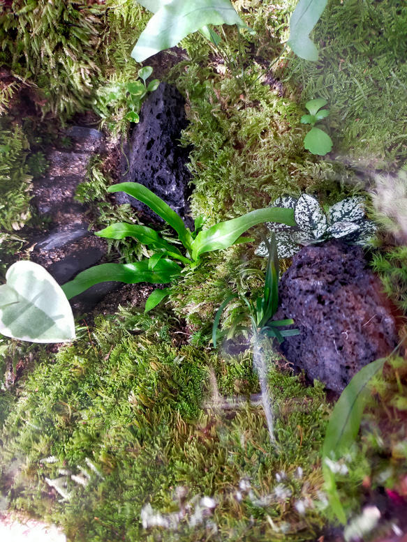 ガラスボール苔テラリウム                                 P1401852510(10712円)