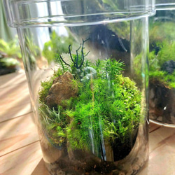 自然の中の飼育箱、滝の流れる苔アクアリウム、40センチ水槽