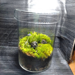 のぼり棒のある自然の中の飼育箱、苔テラリウム(加工蓋付き) のぼり棒のある自然の中の飼育箱、苔テラリウム、加工蓋付き