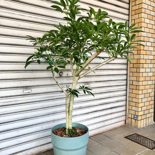朴仕立て シェフレラ その他インテリア雑貨 PLANTS SHOP OLIVE 通販