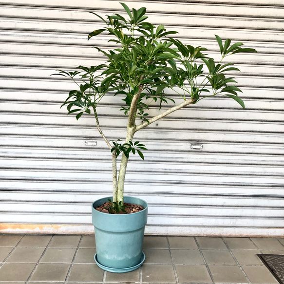 朴仕立て シェフレラ その他インテリア雑貨 PLANTS SHOP OLIVE 通販