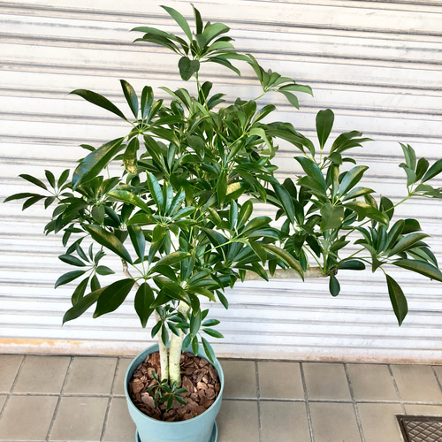 朴仕立て シェフレラ その他インテリア雑貨 PLANTS SHOP OLIVE 通販