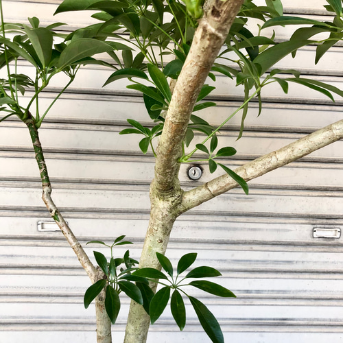 朴仕立て シェフレラ その他インテリア雑貨 PLANTS SHOP OLIVE 通販