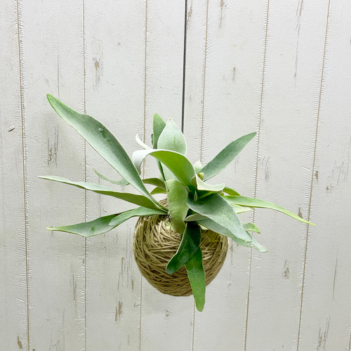 コウモリラン ビカクシダ ビーチー (Platycerium veitchii) 麻玉