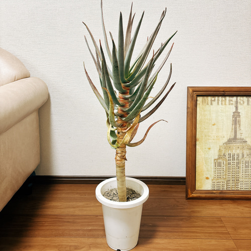 ［現品］51番　アロエ　ディコトマ　7号　観葉植物　室内　屋外　人気　T12 R 現品］51番 アロエ ディコトマ 7号 観葉植物 室内 屋外 人気 T12