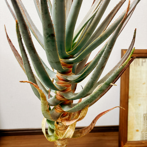 現品］19番 アロエ ディコトマ 7号 観葉植物 室内 屋外 人気