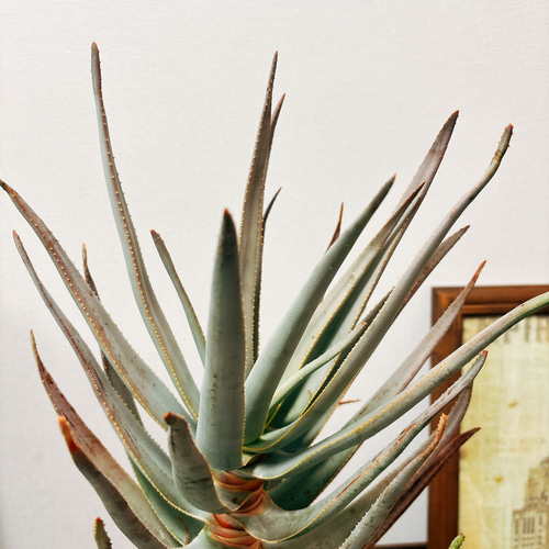 ［現品］51番　アロエ　ディコトマ　7号　観葉植物　室内　屋外　人気　T12 R 現品］51番 アロエ ディコトマ 7号 観葉植物 室内 屋外 人気 T12