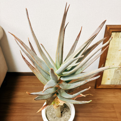 現品］19番 アロエ ディコトマ 7号 観葉植物 室内 屋外 人気