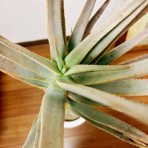 現品］7番 アロエ ディコトマ 7号 観葉植物 室内 屋外 おしゃれ