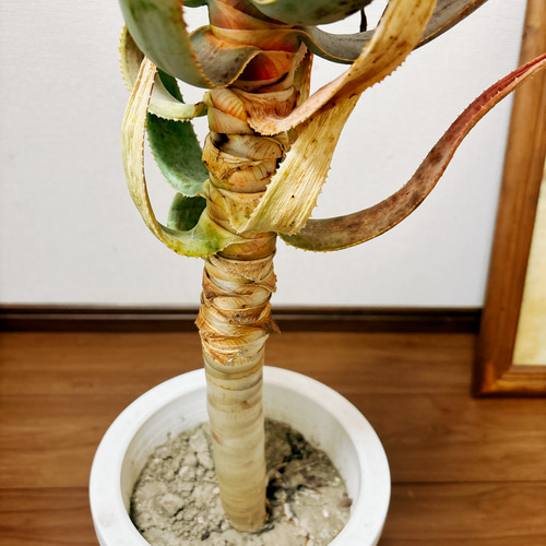 現品］19番 アロエ ディコトマ 7号 観葉植物 室内 屋外 人気