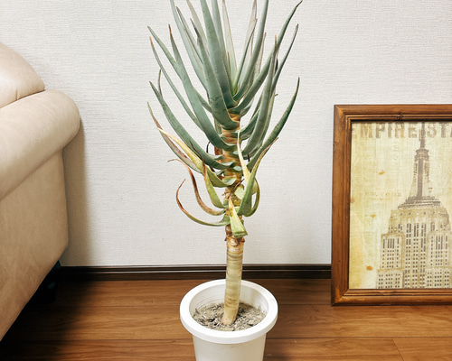 ce8d7a920d0ed1aac5636208374bfe