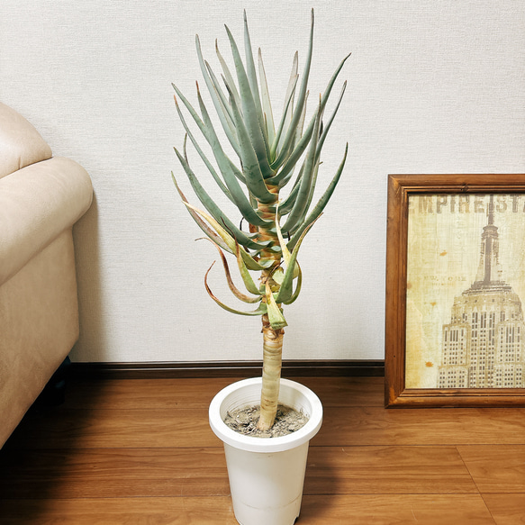 ［現品］51番　アロエ　ディコトマ　7号　観葉植物　室内　屋外　人気　T12 R R ［現品］51番　アロエ　ディコトマ　7号　観葉植物　室内　屋外　人気　T12