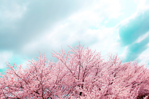 3Xブローチ(桜) 10枚目の画像