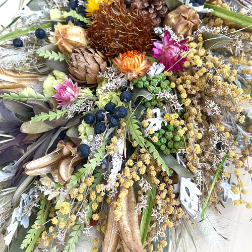 ミモザとドライアンドラフォルモーサとリューカデンドロのネイティブ