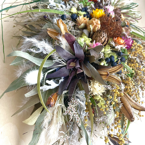 ミモザとドライアンドラフォルモーサとリューカデンドロのネイティブ