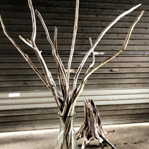 送料無料】南信州産 天然流木 【直径3cm以下 細い流木】【130〜160cm