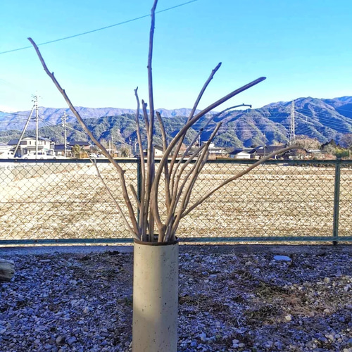 No.681、677、666、3点まとめ購入 【ぐりこ 】流木インテリア 細め流木29本 21.4〜30.9㌢