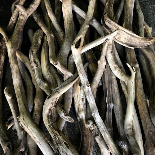 南信州産【まがり流木】【50cm〜100cm（1m）】変形 枝幹 天然