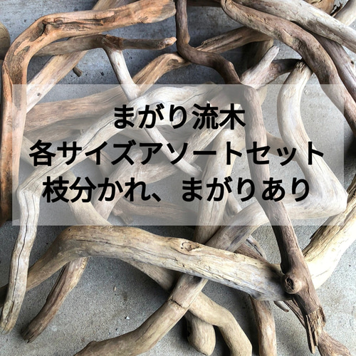 南信州産【まがり流木】【50cm〜100cm（1m）】変形 枝幹 天然流木 格安 