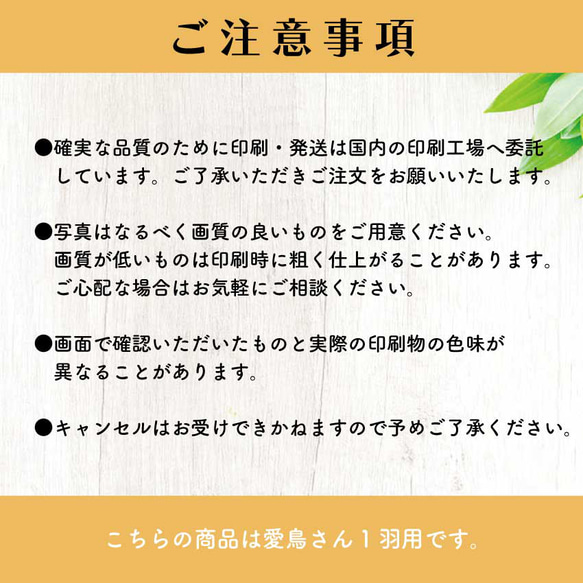 【愛鳥さん名刺】可愛いしぐさ写真入り★ 両面100枚 選べるカラー★空モチーフ 7枚目の画像