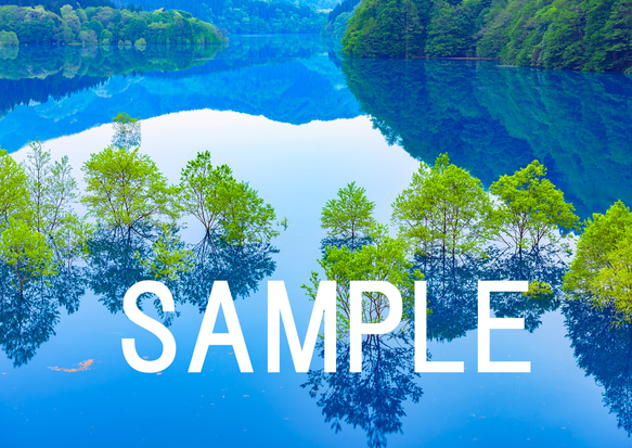 秋扇湖の水中林　インテリアアートポスター　038 4枚目の画像