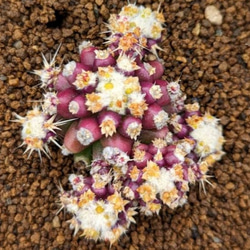 新入荷 多肉植物 ドロサンテマム 丸くてコロコロ 米粒 抜き苗 1株