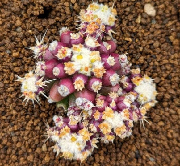 綾波モンスト 実生 エキノカクタス Echinocactus サボテン Echinocactus texensis エキノカクタス 綾波錦 サボテン
