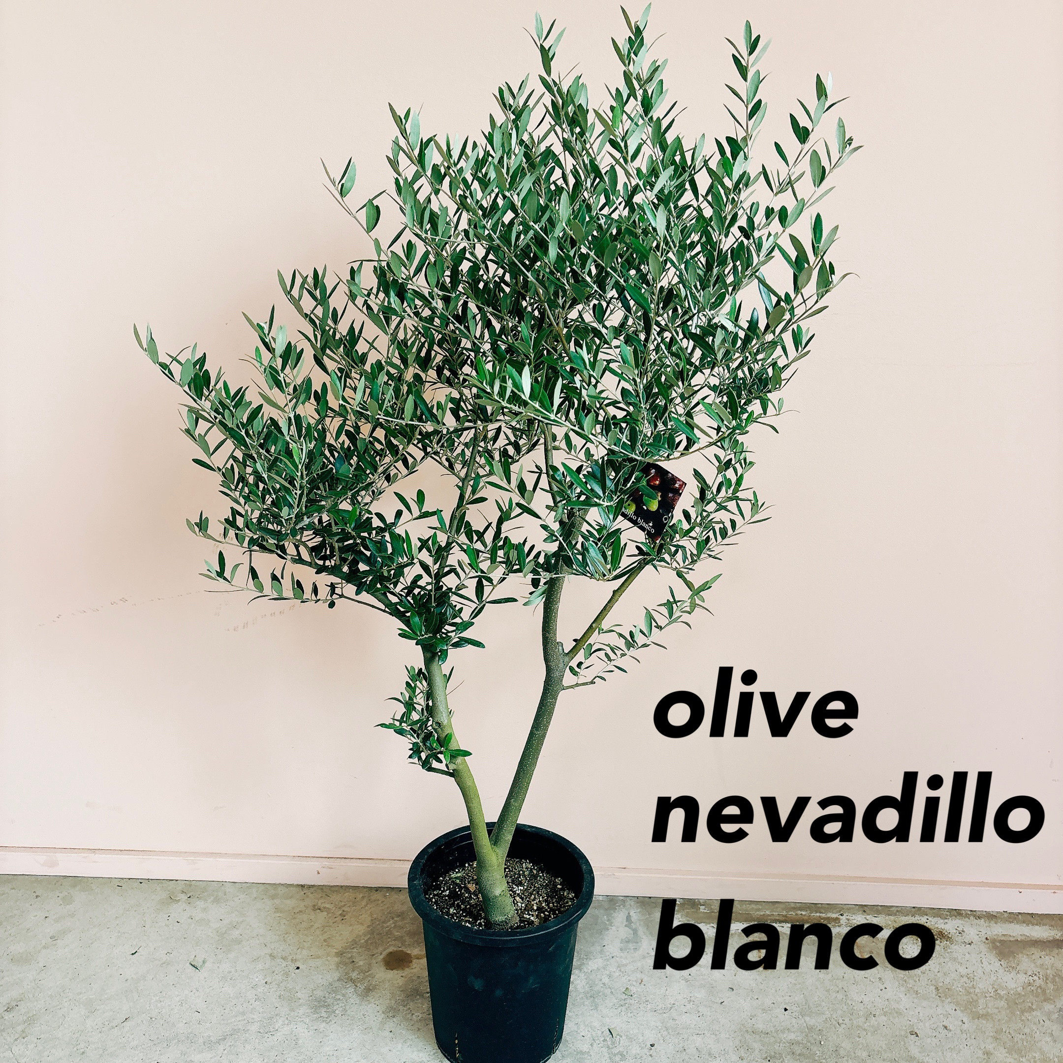 ⑧ オリーブの木souju 『ミッション』8号特大苗木最高等級極上品