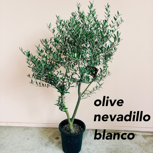 オリーブ 創樹 ネバディロブランコ8 2品種接木 フラワー・ガーデニング