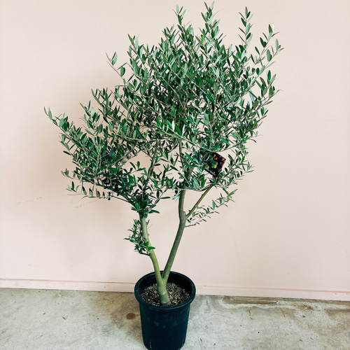 現品］創樹 オリーブ ネバディロブランコ 8号 観葉植物 大型 屋外 