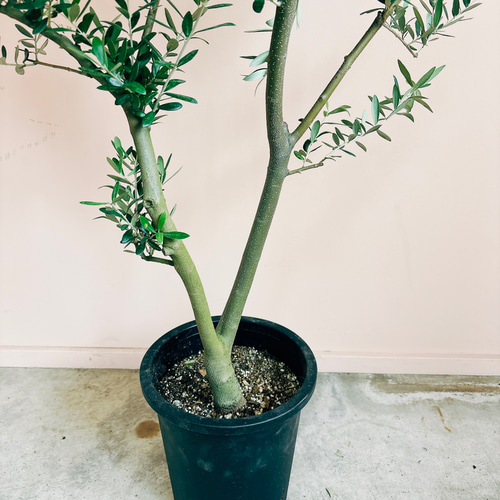 現品］創樹 オリーブ ネバディロブランコ 8号 観葉植物 大型