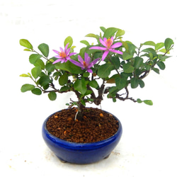 紫杜松 むらさきとしょう さし芽から10年程度育てたものです ミニ盆栽