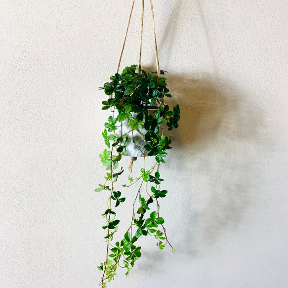 ボリュームいっぱい　シュガーバイン　ハンギング　ホワイトシェル　 4号　　壁掛け 観葉植物　インテリア 1枚目の画像