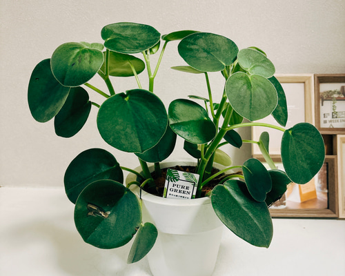 レア❤️葉挿しセット✨ホリコロ等✨1セットのみ❤️ 観葉植物】ペペロミア ピレア寄植え 受皿付 | 陽華園