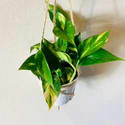 【可愛いセット】ポトスゴールデン　マーブルクイーン　4号　ホワイトシェル鉢　ハンギング　壁掛け 観葉植物　 4枚目の画像