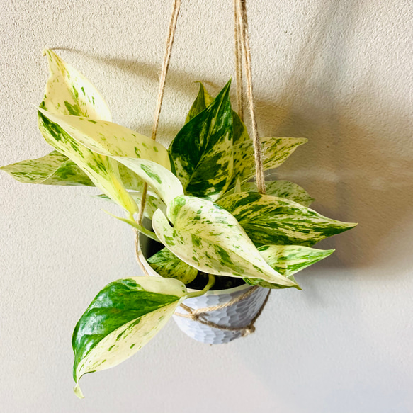 【可愛いセット】ポトスゴールデン　マーブルクイーン　4号　ホワイトシェル鉢　ハンギング　壁掛け 観葉植物　 5枚目の画像